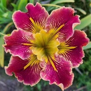 Extra Dazzle iris Louisiana saksıda yetişmiş süsen