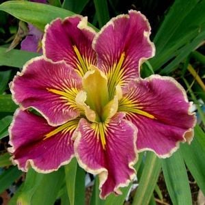 Extra Dazzle iris Louisiana saksıda yetişmiş süsen