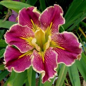 Extra Dazzle iris Louisiana saksıda yetişmiş süsen