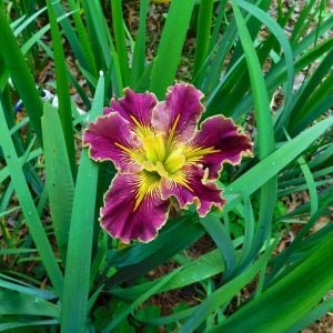 Extra Dazzle iris Louisiana saksıda yetişmiş süsen