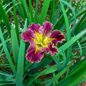Extra Dazzle iris Louisiana saksıda yetişmiş süsen