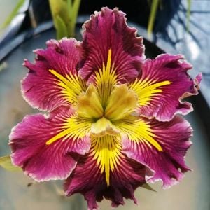 Extra Dazzle iris Louisiana saksıda yetişmiş süsen