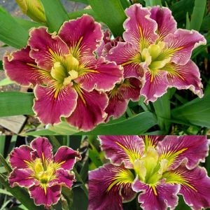 Extra Dazzle iris Louisiana saksıda yetişmiş süsen