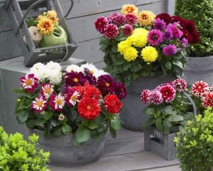 Yıldız çiçeği fidesi dalya dahlia lubega power lavender