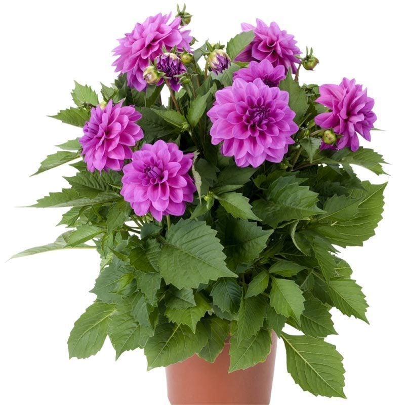 Yıldız çiçeği fidesi dalya dahlia lubega power lavender