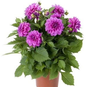 Yıldız çiçeği fidesi dalya dahlia lubega power lavender