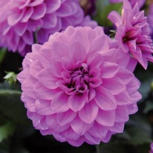 Yıldız çiçeği fidesi dalya dahlia lubega power lavender