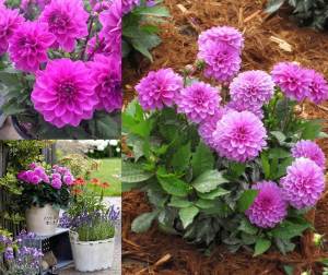 Yıldız çiçeği fidesi dalya dahlia lubega power lavender