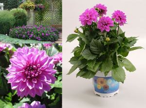 Yıldız çiçeği fidesi dalya dahlia lubega power lavender