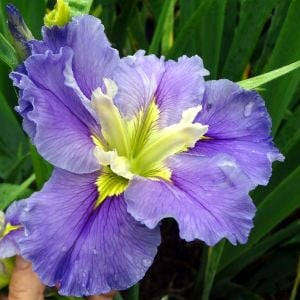 Ginnys Choice iris Louisiana saksıda yetişmiş süsen