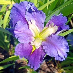 Ginnys Choice iris Louisiana saksıda yetişmiş süsen