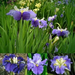 Ginnys Choice iris Louisiana saksıda yetişmiş süsen