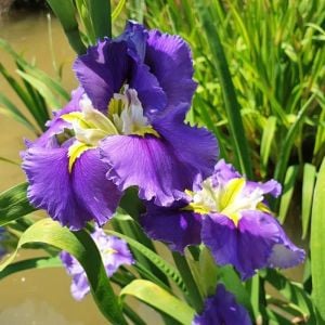 Ginnys Choice iris Louisiana saksıda yetişmiş süsen