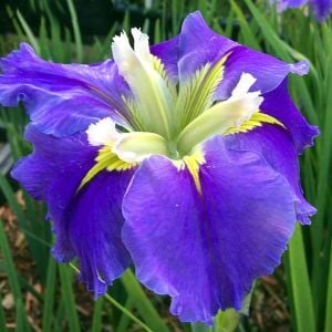 Ginnys Choice iris Louisiana saksıda yetişmiş süsen