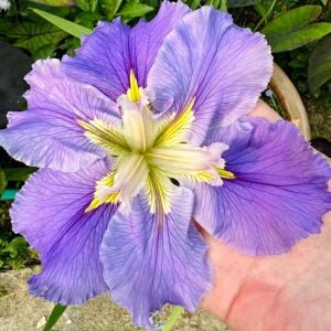 Ginnys Choice iris Louisiana saksıda yetişmiş süsen
