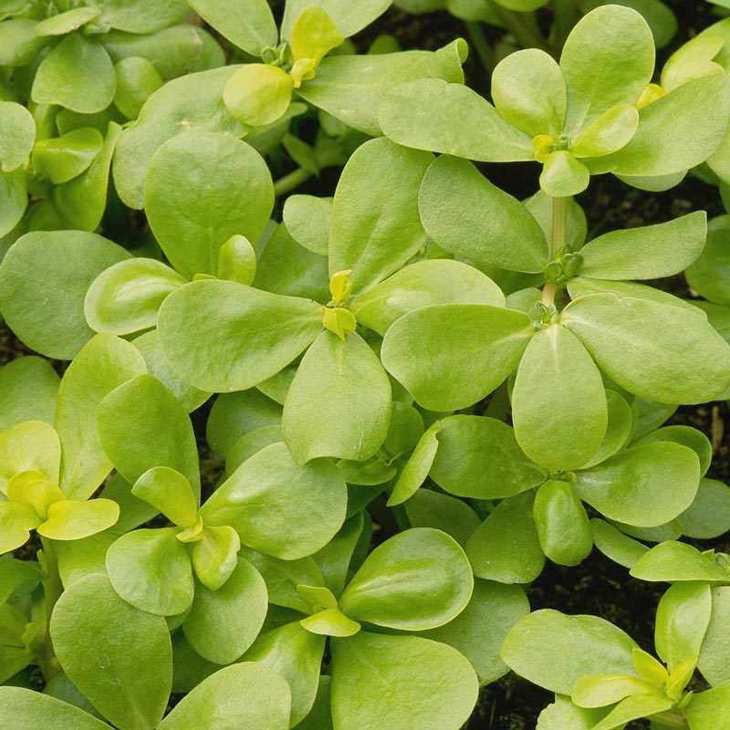 Semizotu tohumu şifalı ve kolay portulaca oleracea