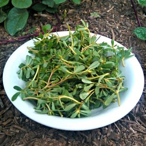 Semizotu tohumu şifalı ve kolay portulaca oleracea