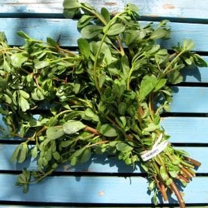 Semizotu tohumu şifalı ve kolay portulaca oleracea