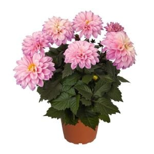 Yıldız çiçeği fidesi dalya dahlia XL lubega power rose bicolor