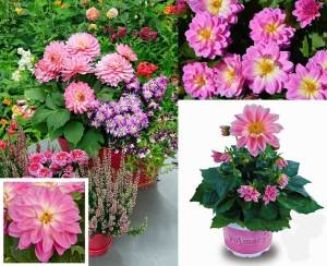Yıldız çiçeği fidesi dalya dahlia XL lubega power rose bicolor