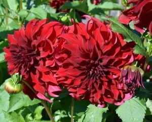 Spartacus dahlia yıldız çiçeği soğanı dalya