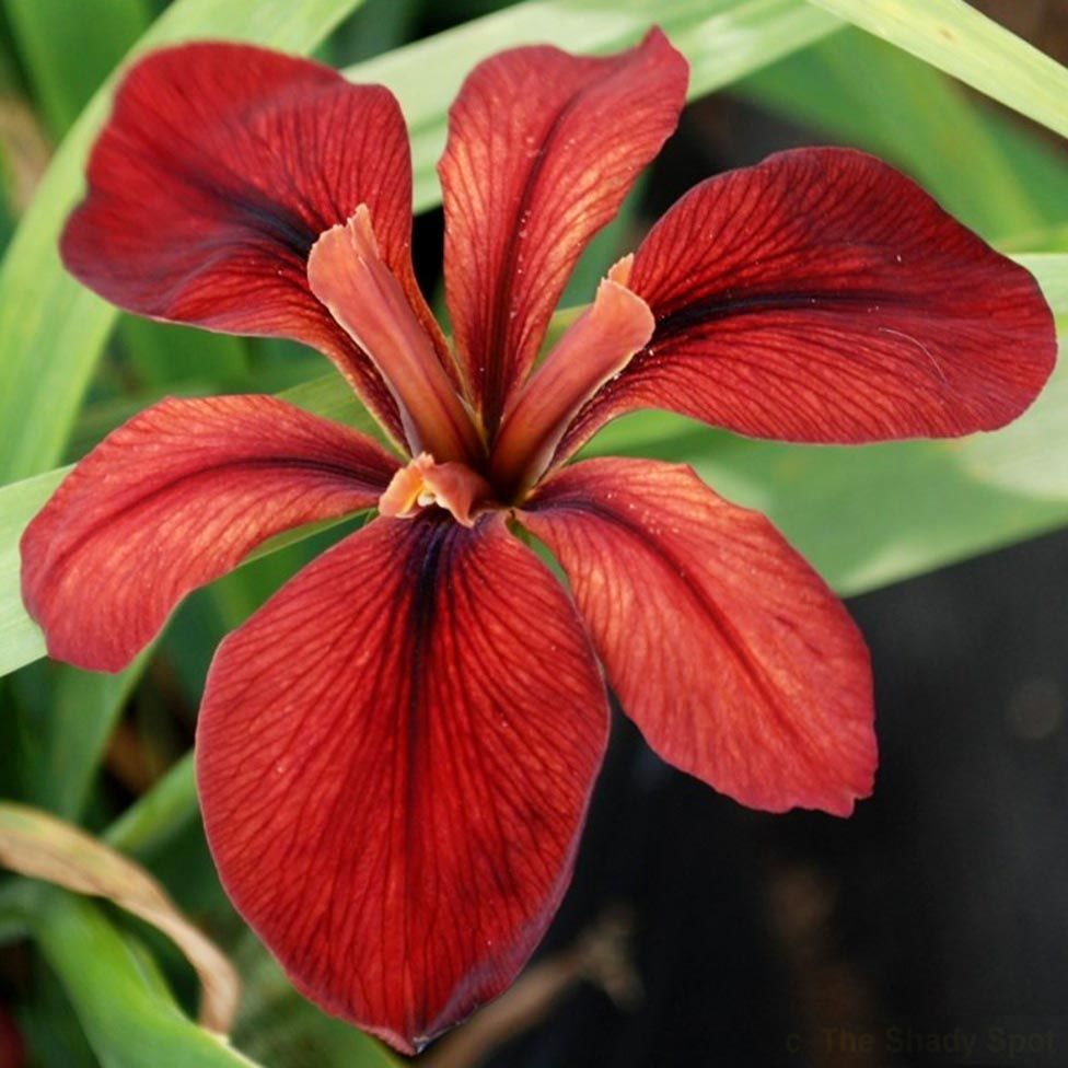 Red Echo iris Louisiana saksıda yetişmiş süsen