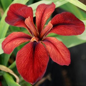 Red Echo iris Louisiana saksıda yetişmiş süsen