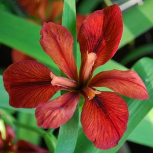 Red Echo iris Louisiana saksıda yetişmiş süsen