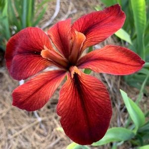 Red Echo iris Louisiana saksıda yetişmiş süsen