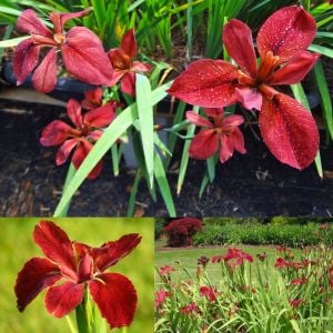 Red Echo iris Louisiana saksıda yetişmiş süsen