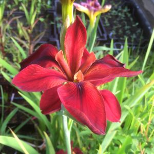 Red Echo iris Louisiana saksıda yetişmiş süsen