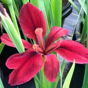 Red Echo iris Louisiana saksıda yetişmiş süsen