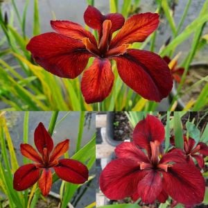 Red Echo iris Louisiana saksıda yetişmiş süsen