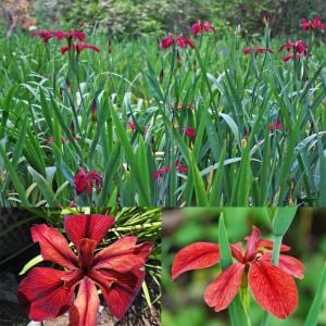 Red Echo iris Louisiana saksıda yetişmiş süsen