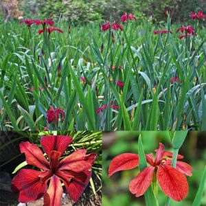 Red Echo iris Louisiana saksıda yetişmiş süsen