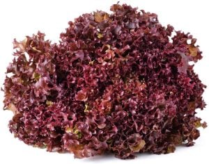 Kırmızı marul tohumu atalık salad bowl red