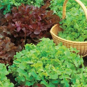 Kırmızı marul tohumu atalık salad bowl red