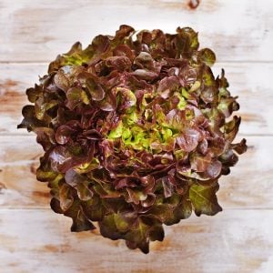 Kırmızı marul tohumu atalık salad bowl red