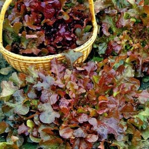 Kırmızı marul tohumu atalık salad bowl red