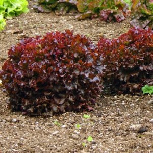 Kırmızı marul tohumu atalık salad bowl red
