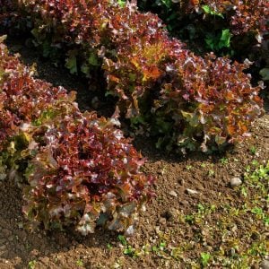 Kırmızı marul tohumu atalık salad bowl red