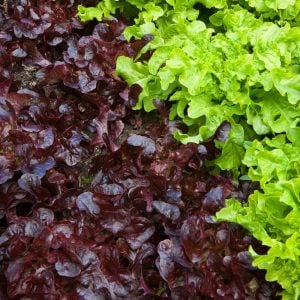 Kırmızı marul tohumu atalık salad bowl red