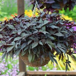 Ipomoea batatas fidesi koyu mor yapraklı deep purple