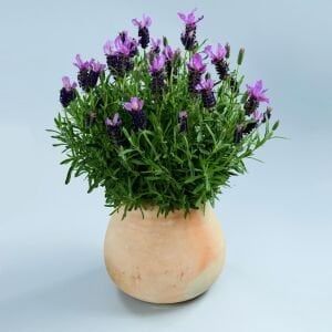 Mor stoechas lavanta fidesi lavandula stoechas lavita purple