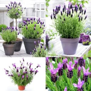 Mor stoechas lavanta fidesi lavandula stoechas lavita purple