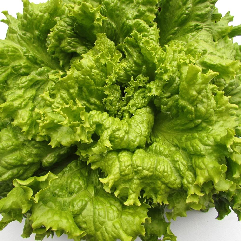 Siyah tohumlu marul tohumu atalık simpson black seeded