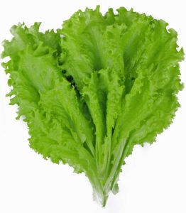 Siyah tohumlu marul tohumu atalık simpson black seeded