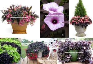 Ipomoea batatas fidesi koyu mor yapraklı deep purple
