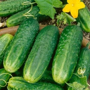 Çalı turşuluk salatalık tohumu bush pickle cucumber