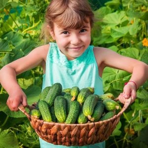Çalı turşuluk salatalık tohumu bush pickle cucumber
